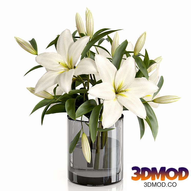 Decorative Plants 34-lily1