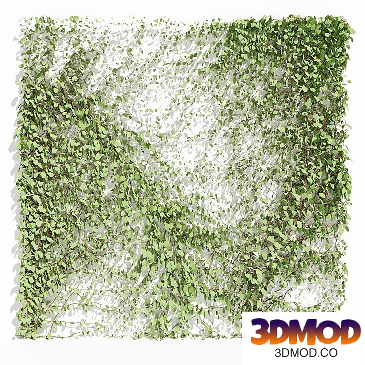 plant wall