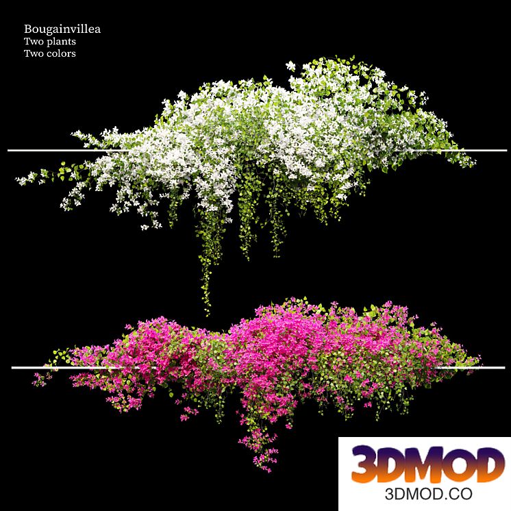 Bougainvillea 04