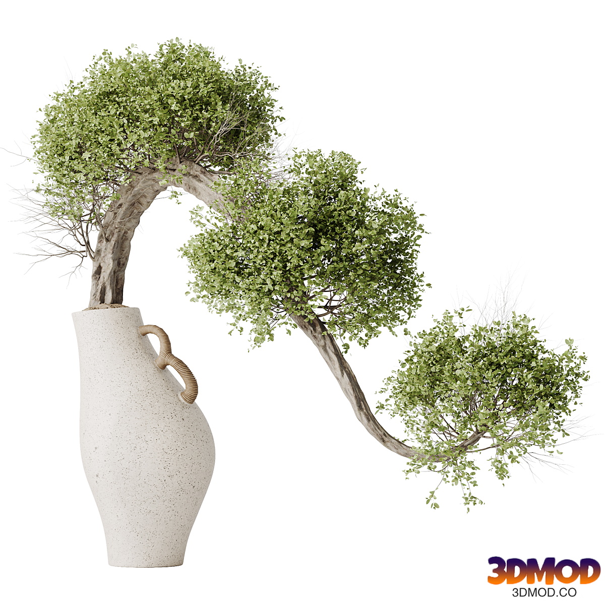 HQ HousePlants Ficus Retusa Microcarpa Bonsai Ginseng04