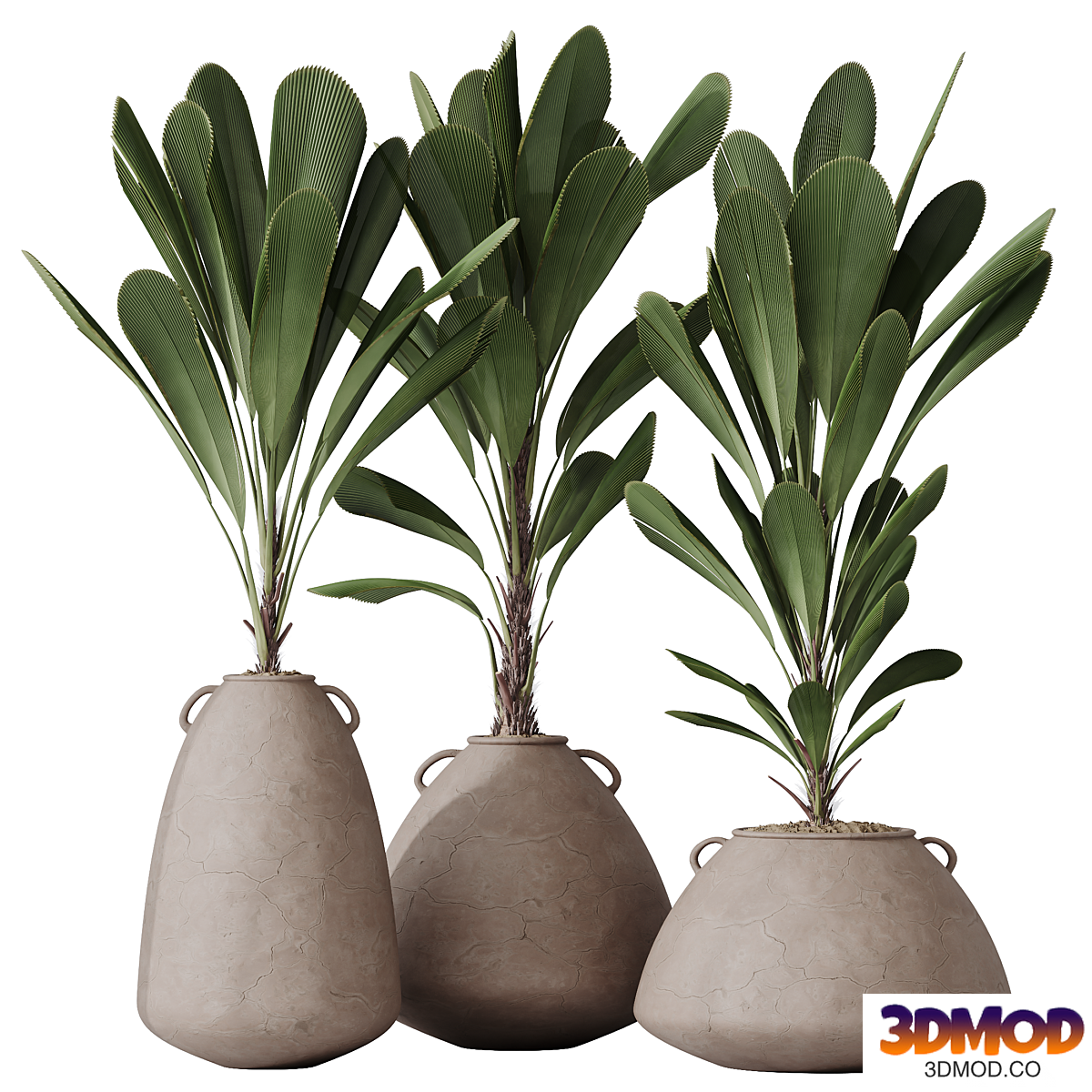HQ HousePlants Licuala Grandis Ruffled Fan Palm Set03