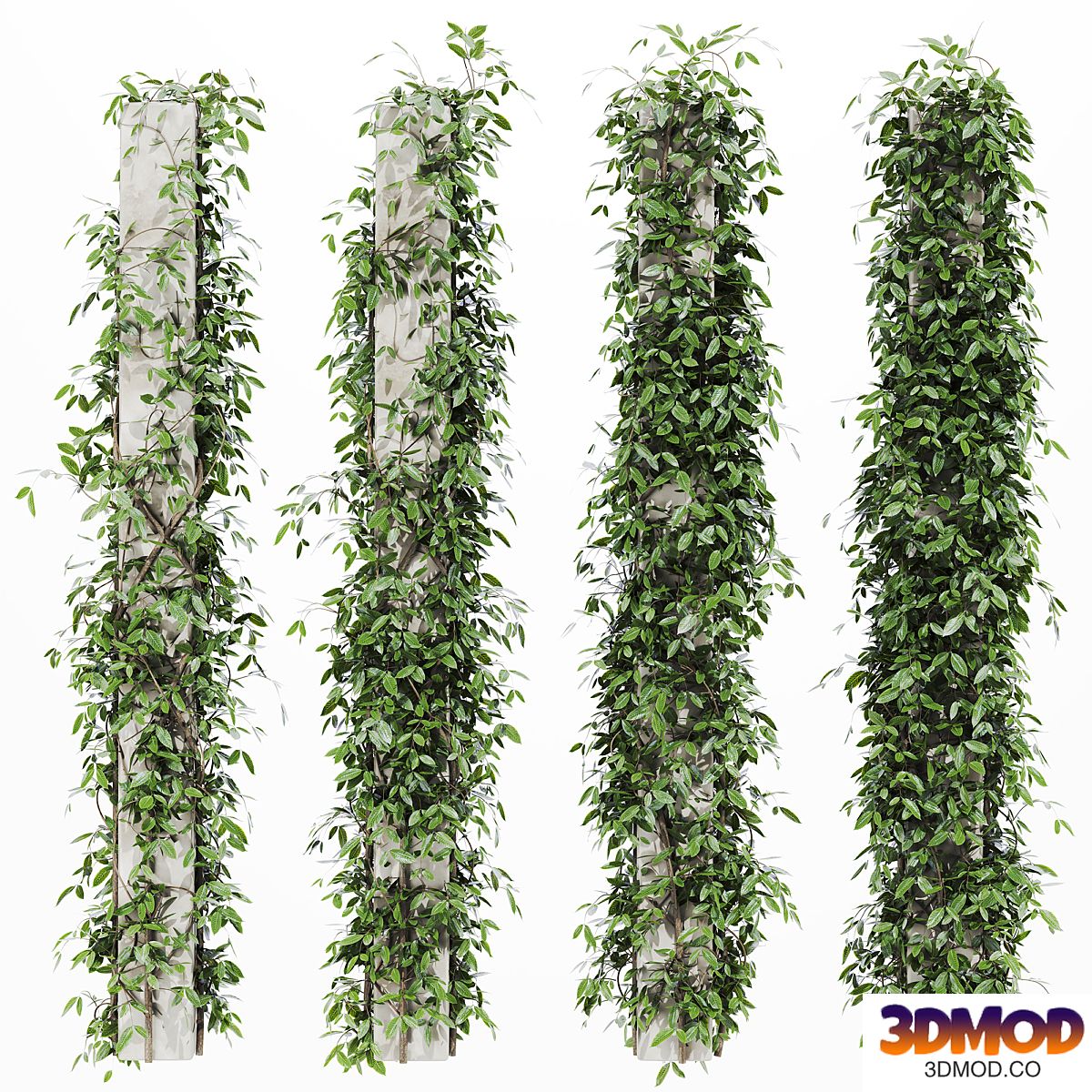 ivy Plants 23