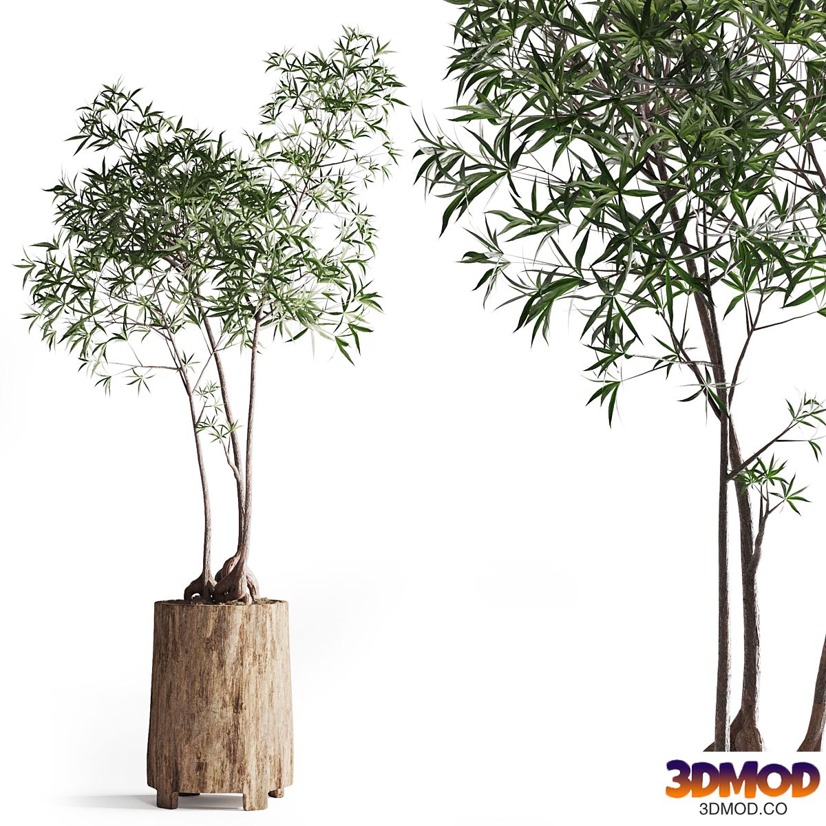 Australian bottleneck plant in Wooden Planter