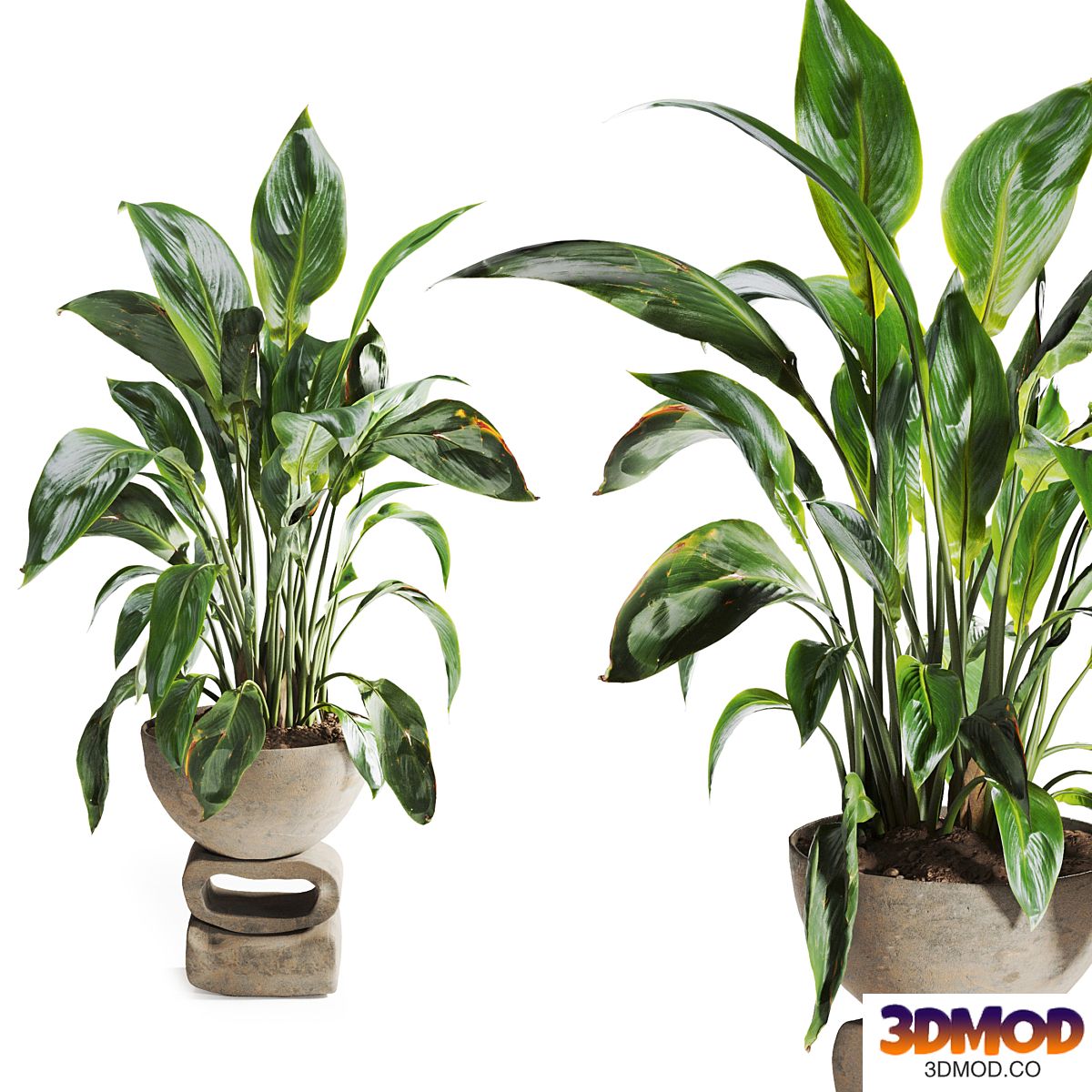 Spathiphyllum Plant in Stone Pot