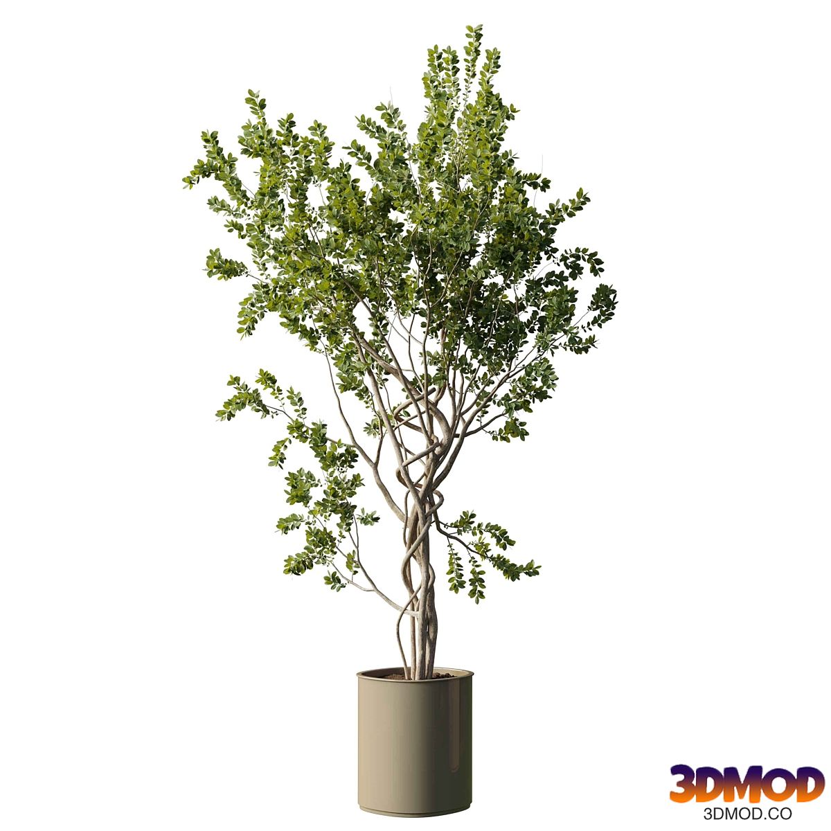 Tree in vase - indoor plant set 509