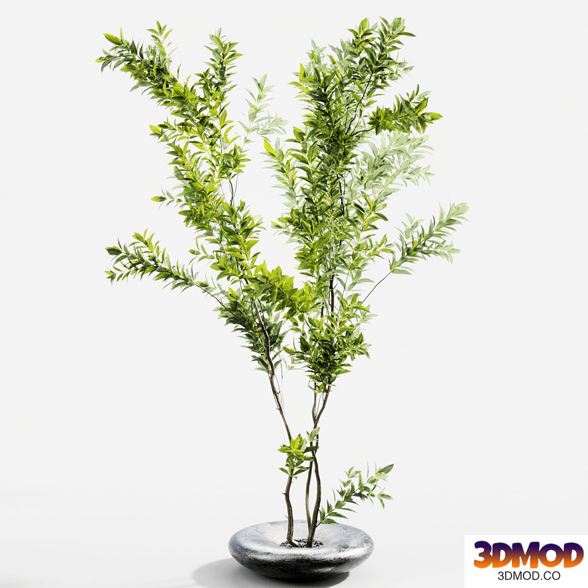 Branches in vases 58
