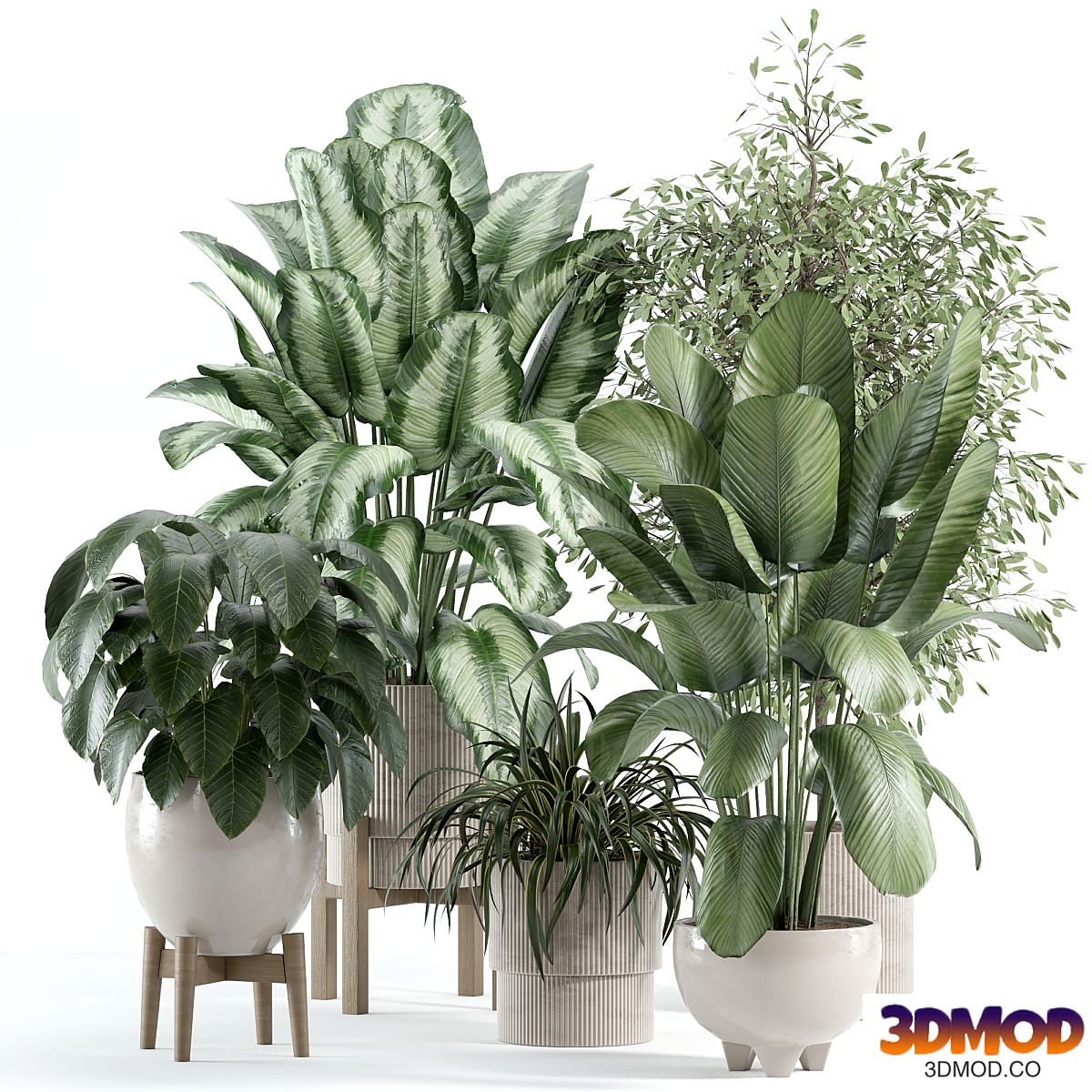 indoor plant 246