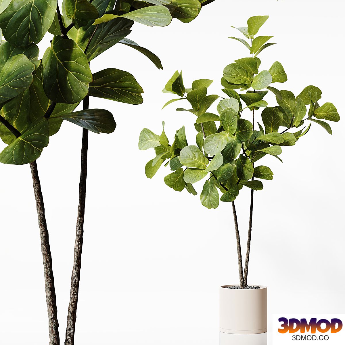 Indoor Plant 25