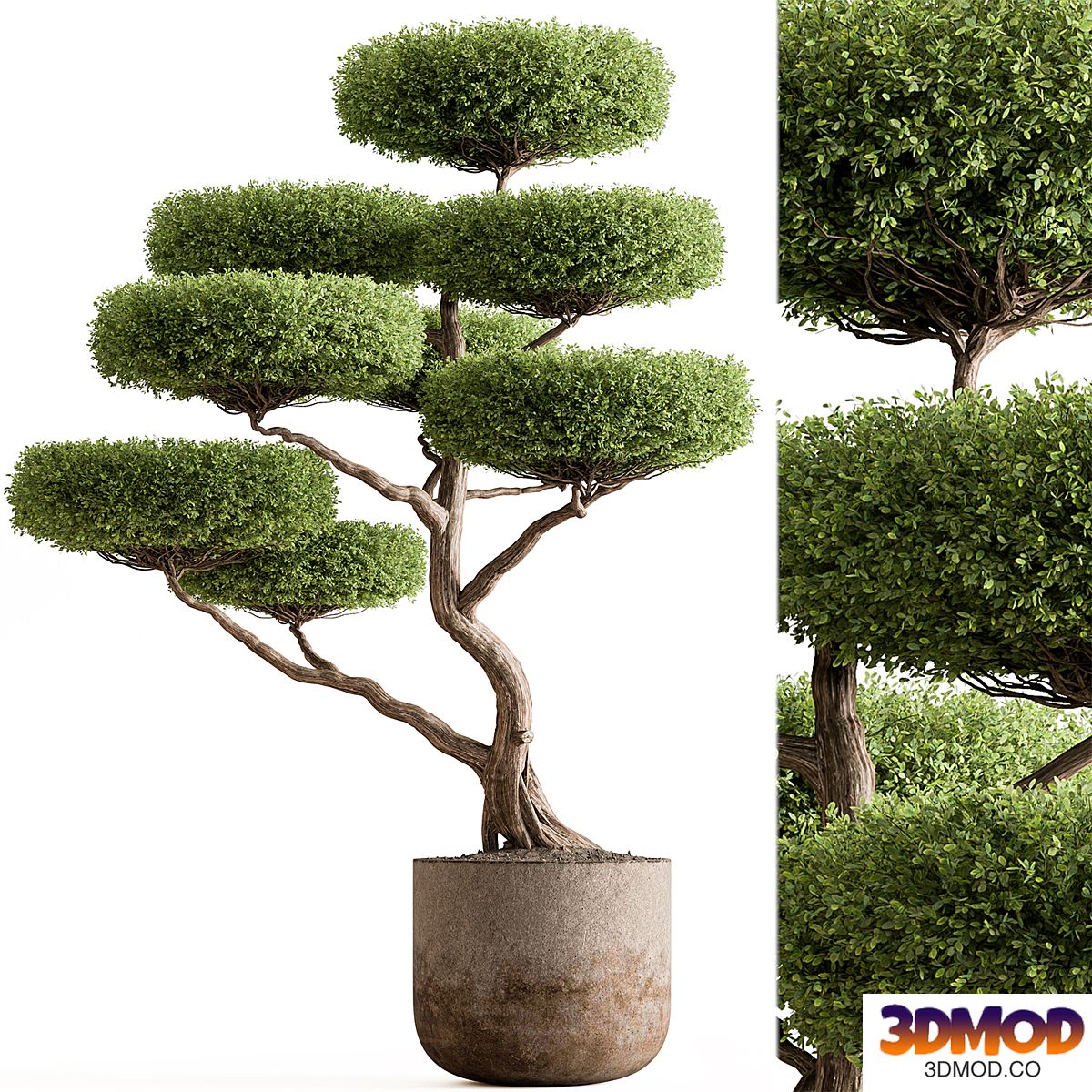 Outdoor Plants 616 - Topiary Ball