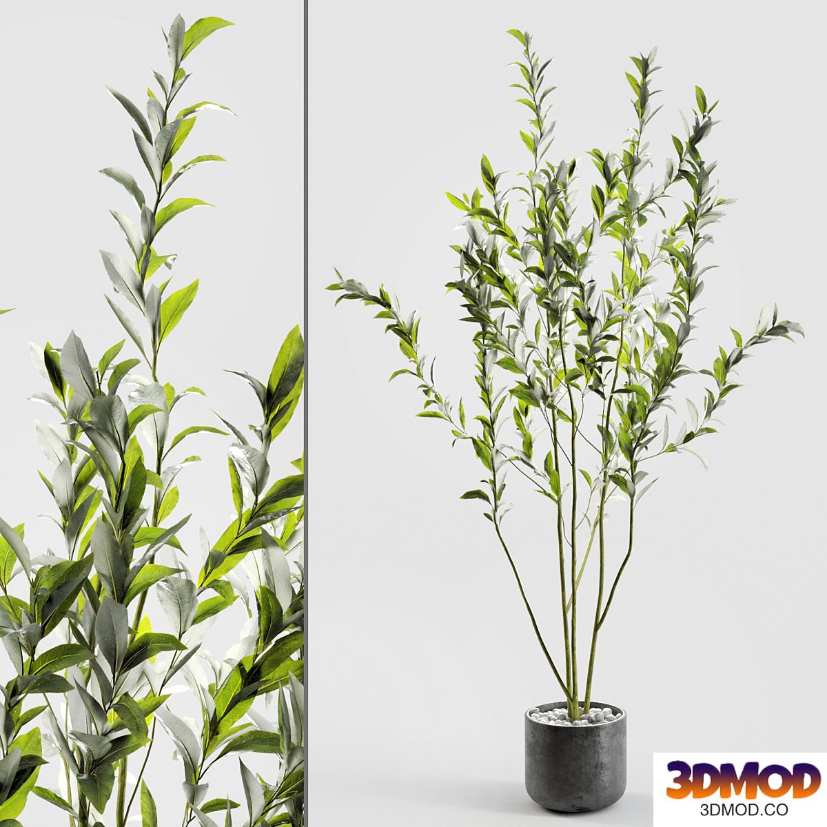 Branches in vases 56