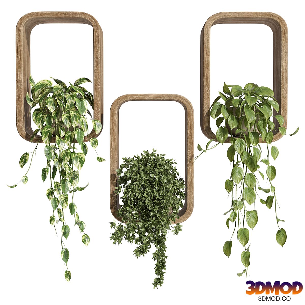 hanging plants on a box