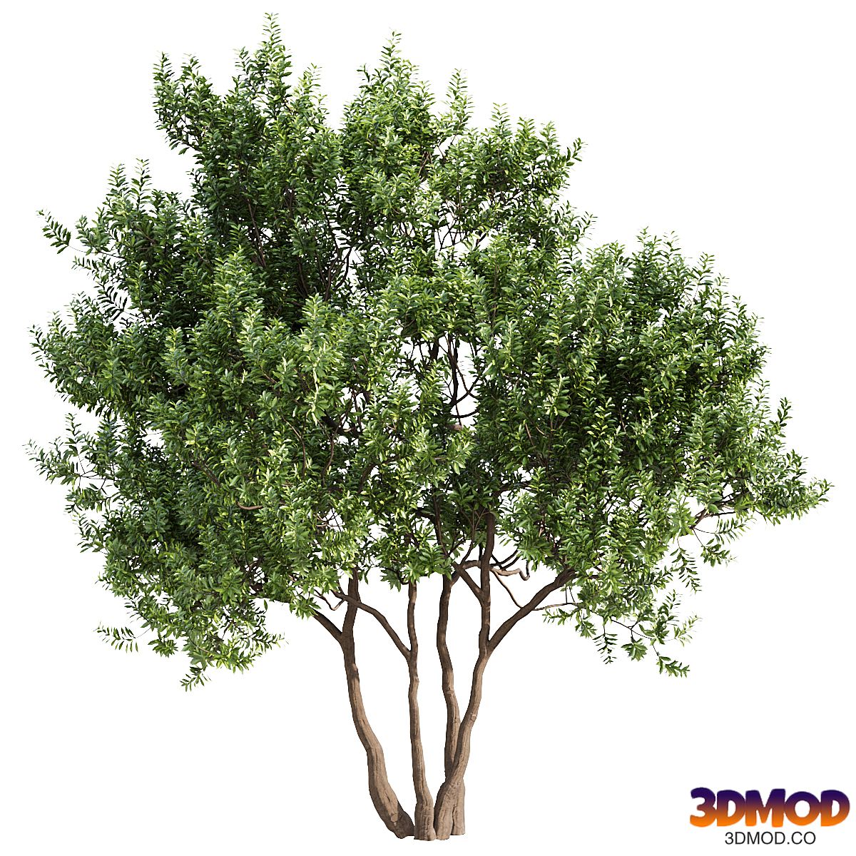 Myrica cerifera Tree Set 010