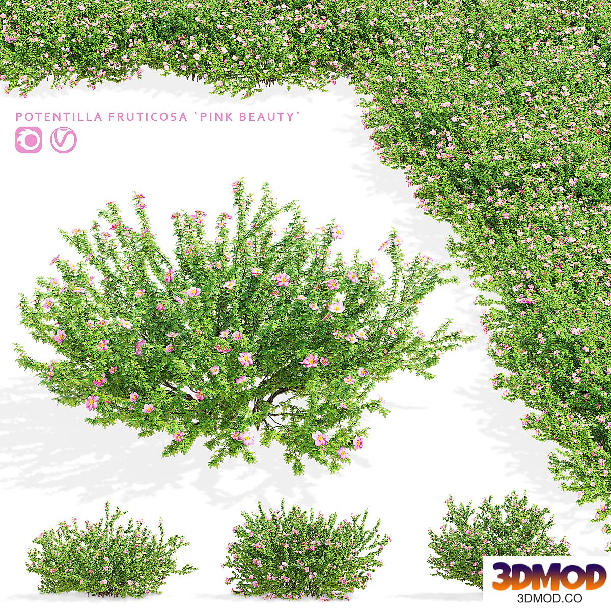 Potentilla fruticosa pink beauty