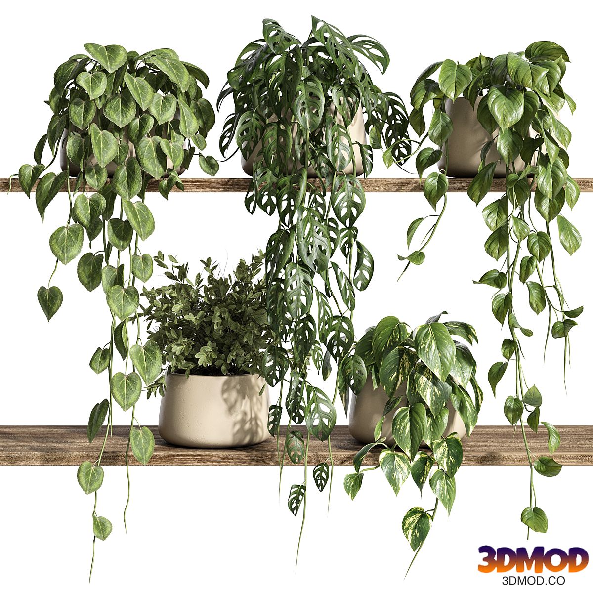 Plants on Shelf 26