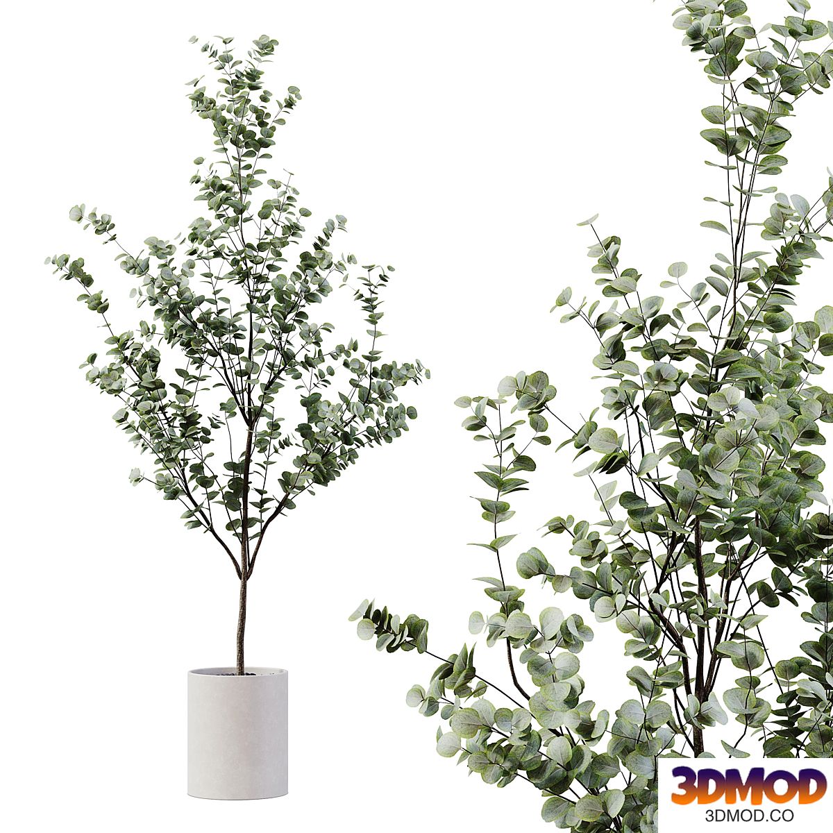 Indoor Plant 28