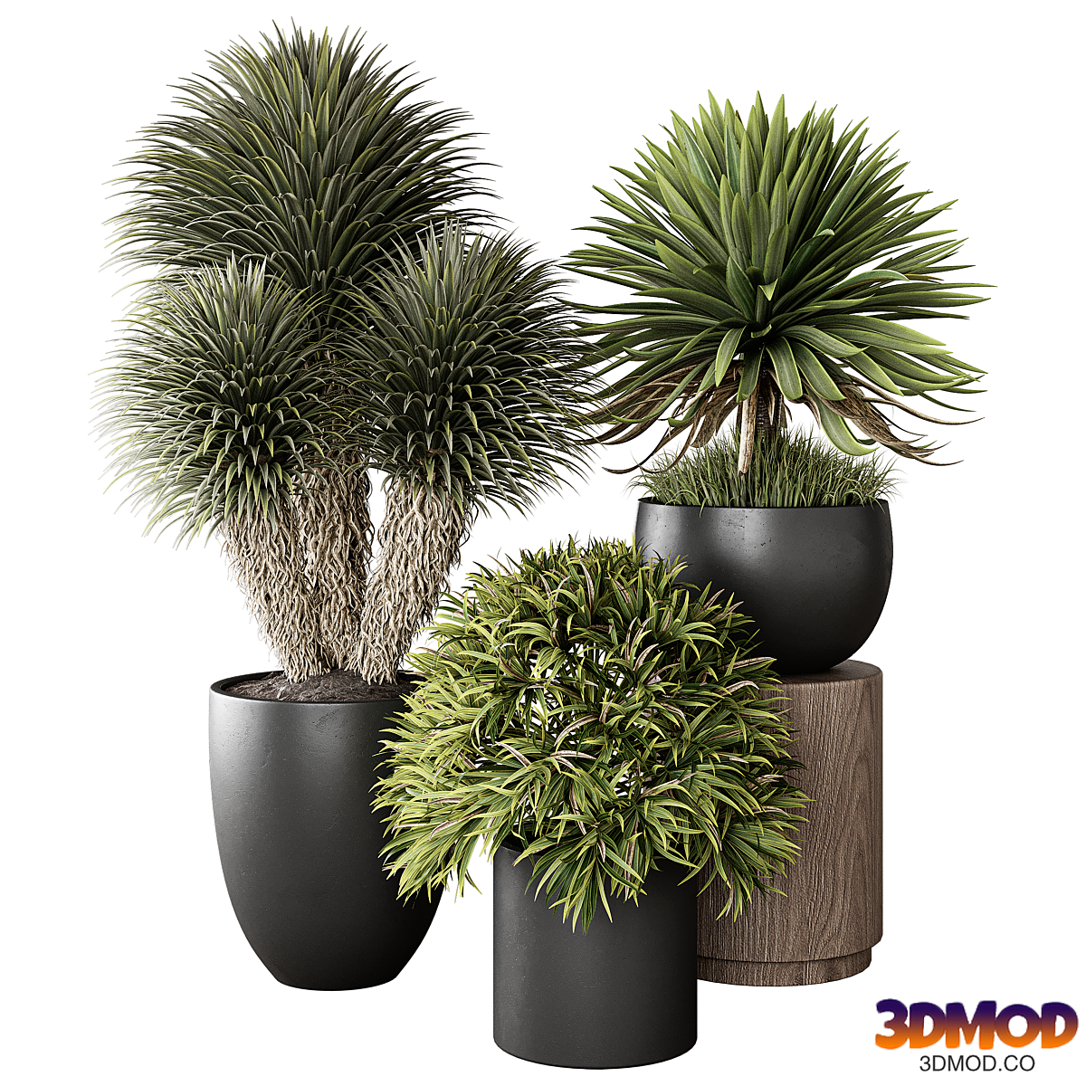 Indoor Plant 03
