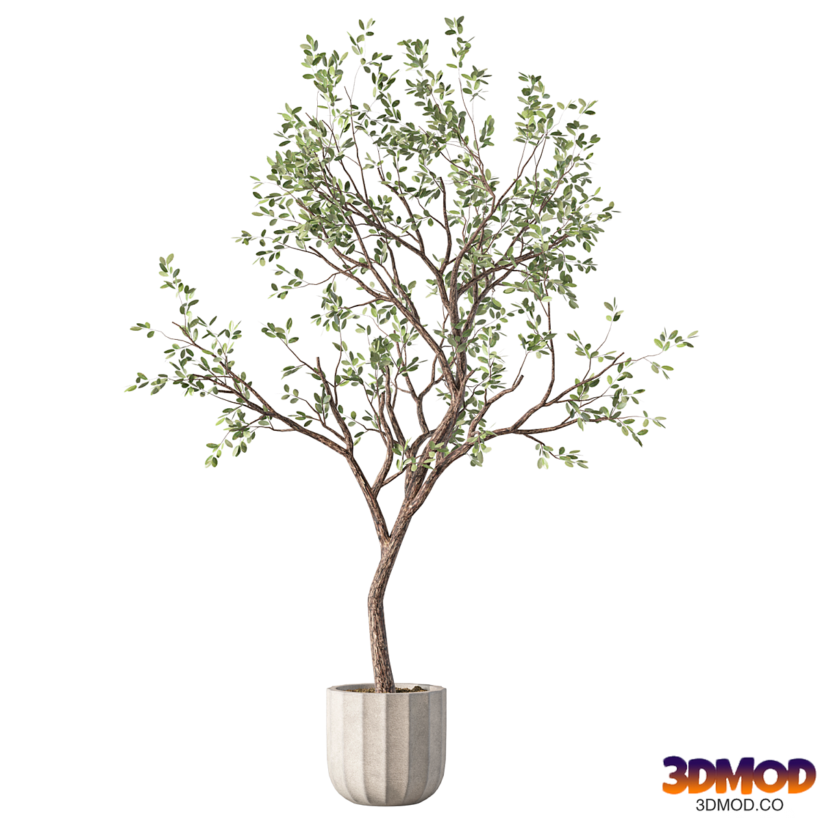 Olive Tree Set.233