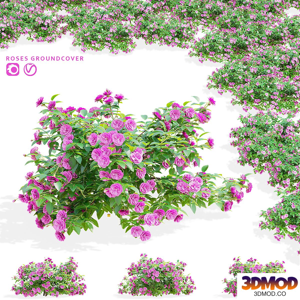 Groundcover roses