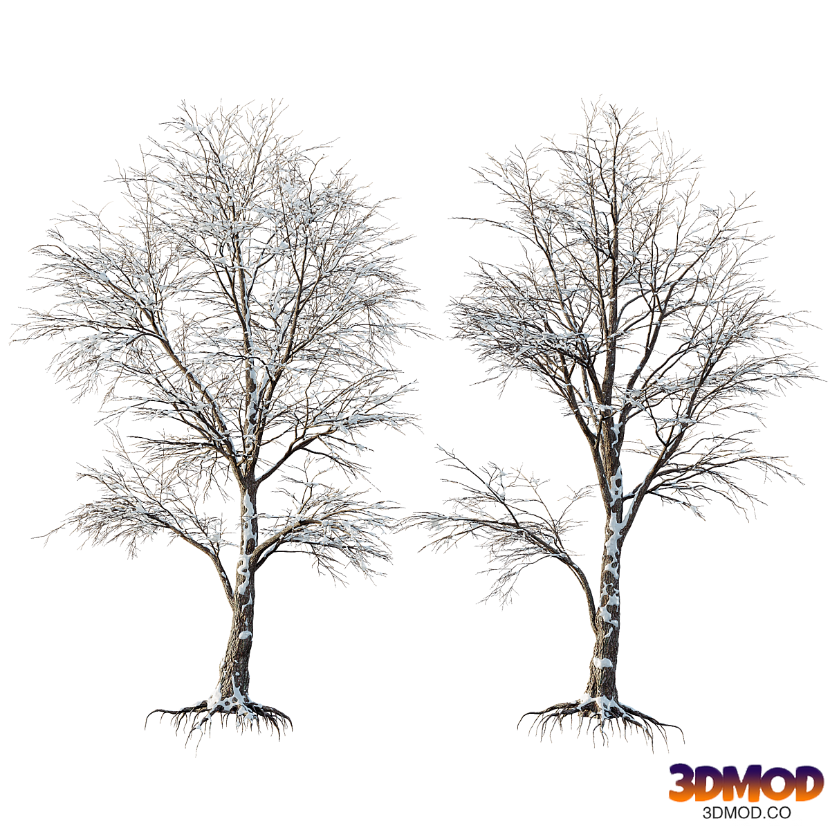 AV Plants Angel Oak Live Tree Spanish Moss Winter Snow Tree