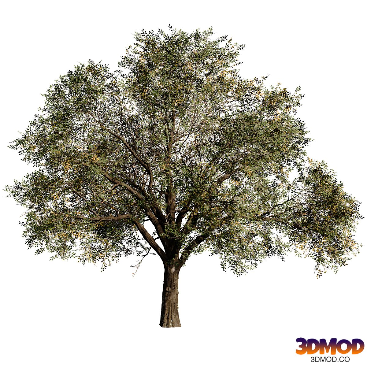 Oak tree_1