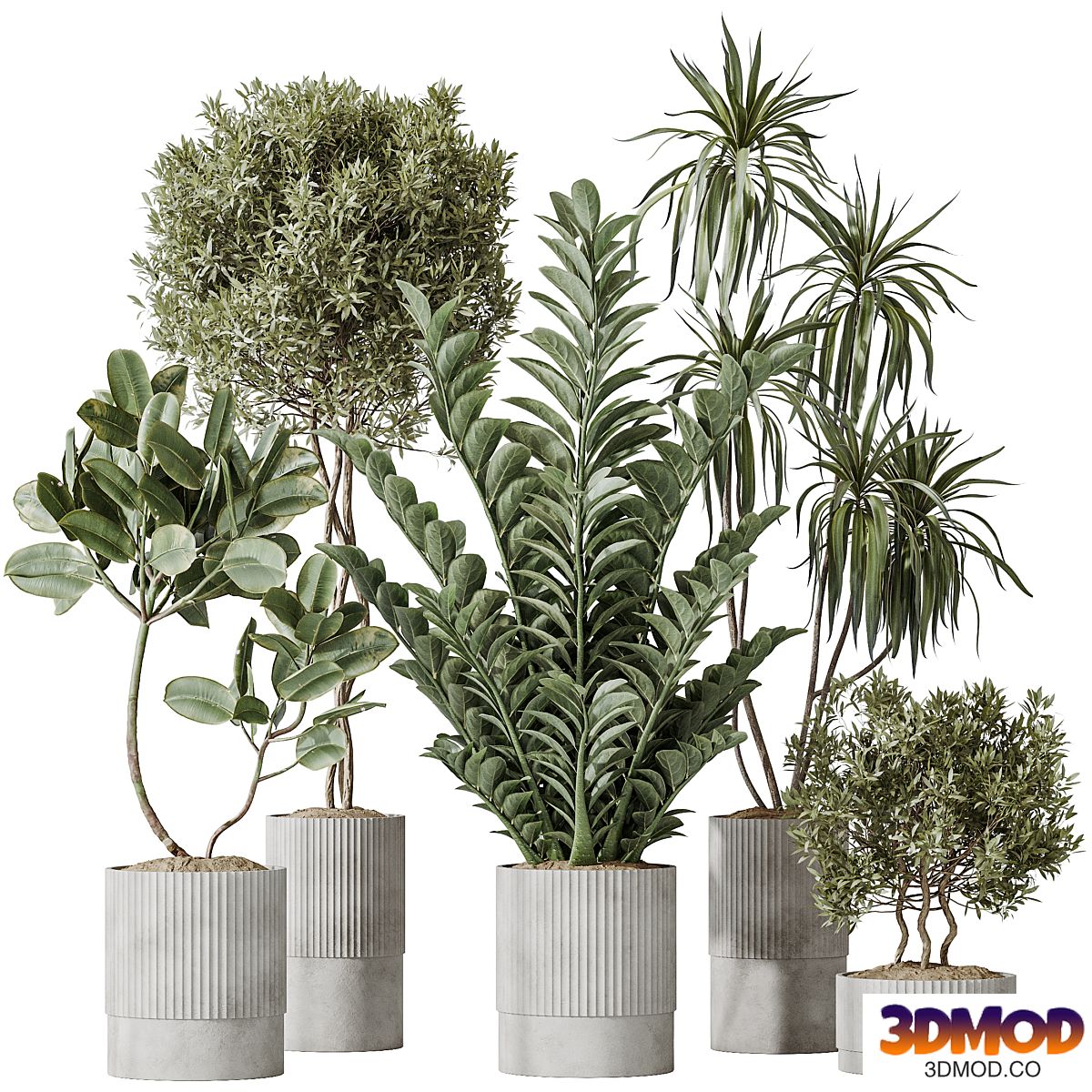 AV Indoor plants set 198 Arbequina Olive and Lemon Lime Cane Dragon and Zamiifolia Aracea and Ficus Elastica Abidjan