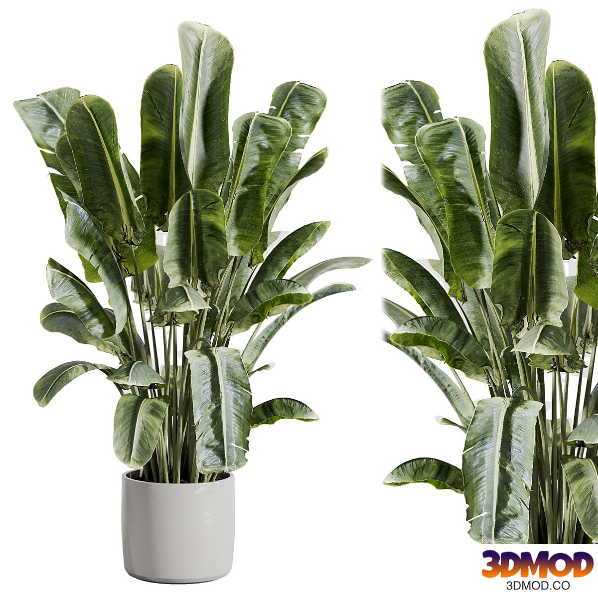 indoor plant 512