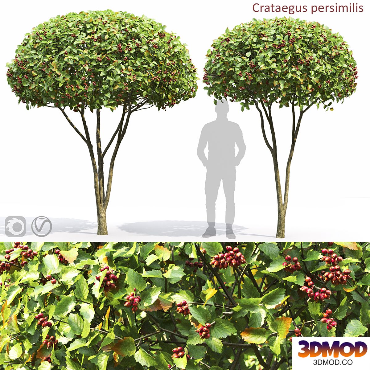 Crataegus
