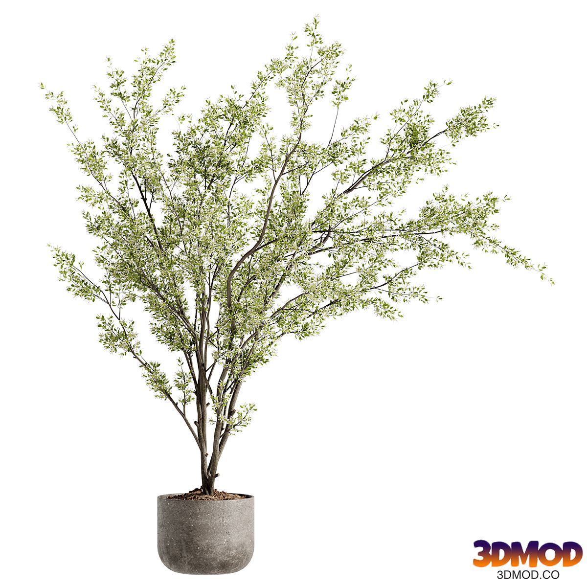 Indoor Bonsai Plants 91