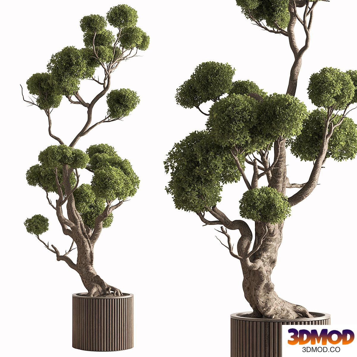 Indoor Plant 897 - Topiary Ball Tree