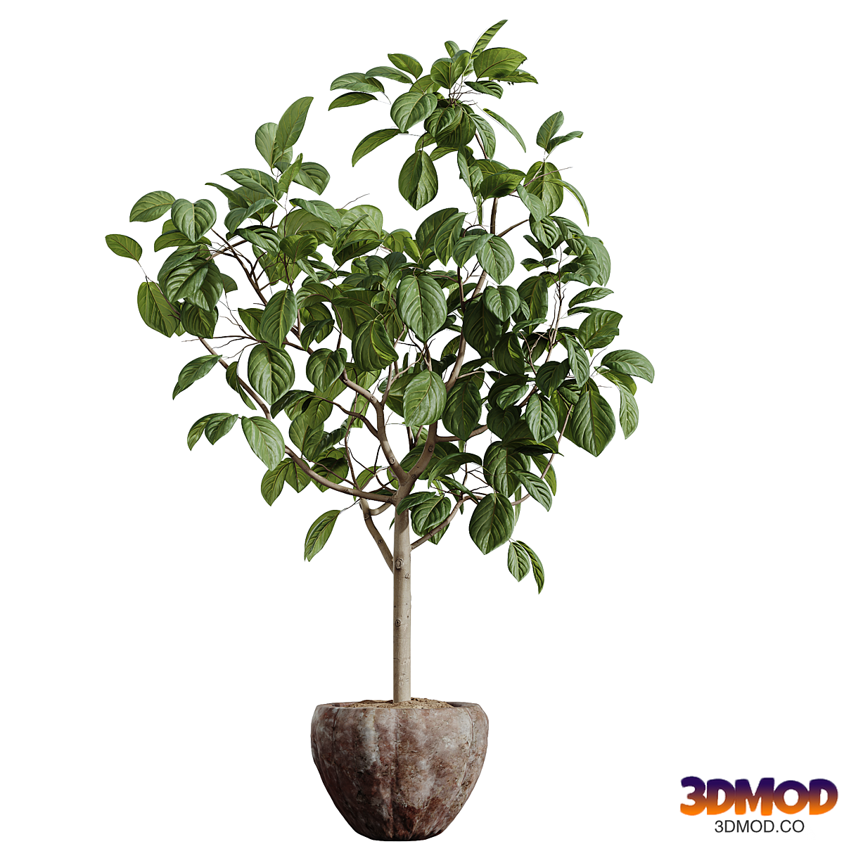 AV HousePlants Japandi Decorative Minimalism Ficus Dracaena Marginata 07