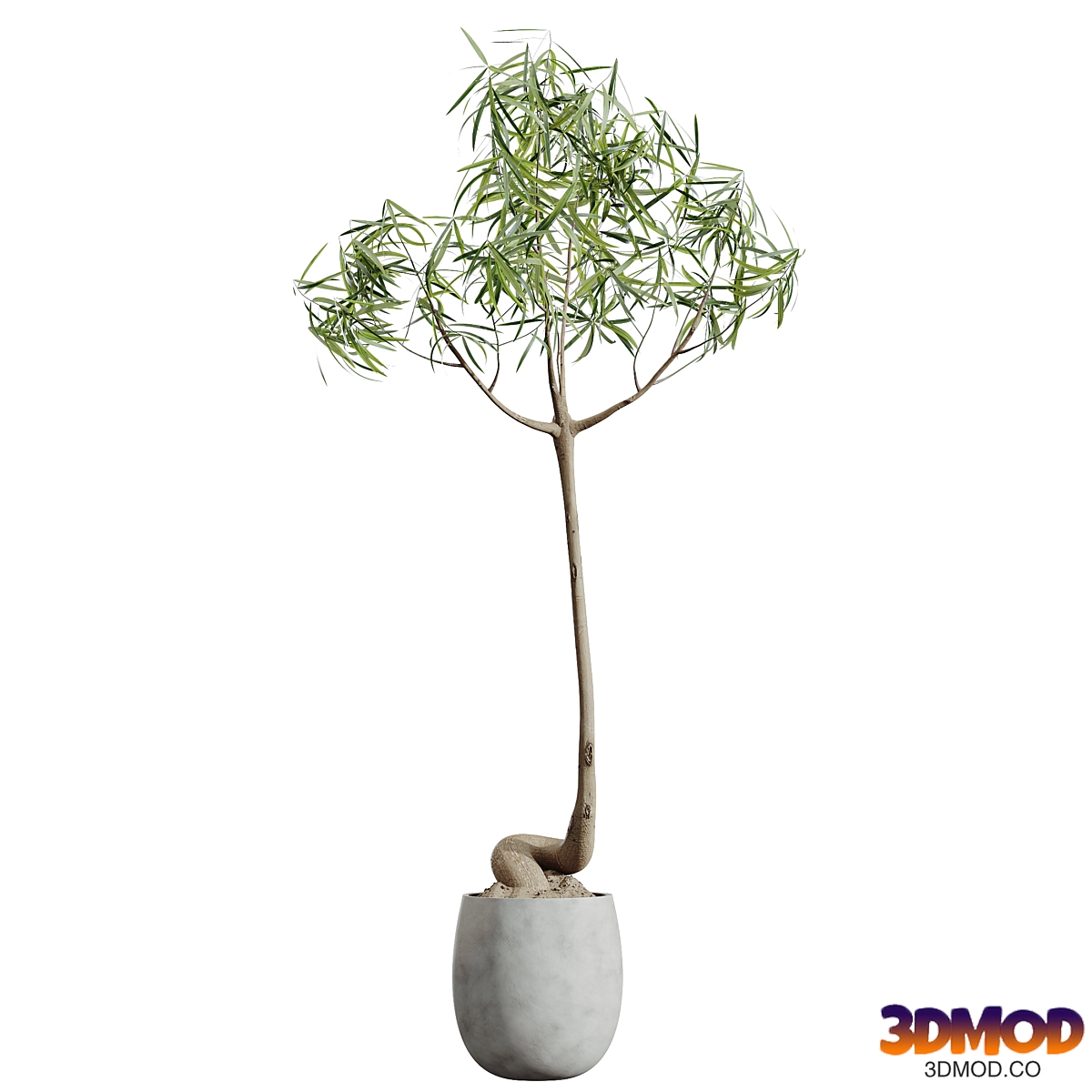 AV HousePlants Japandi Decorative Minimalism Ficus Dracaena Marginata19