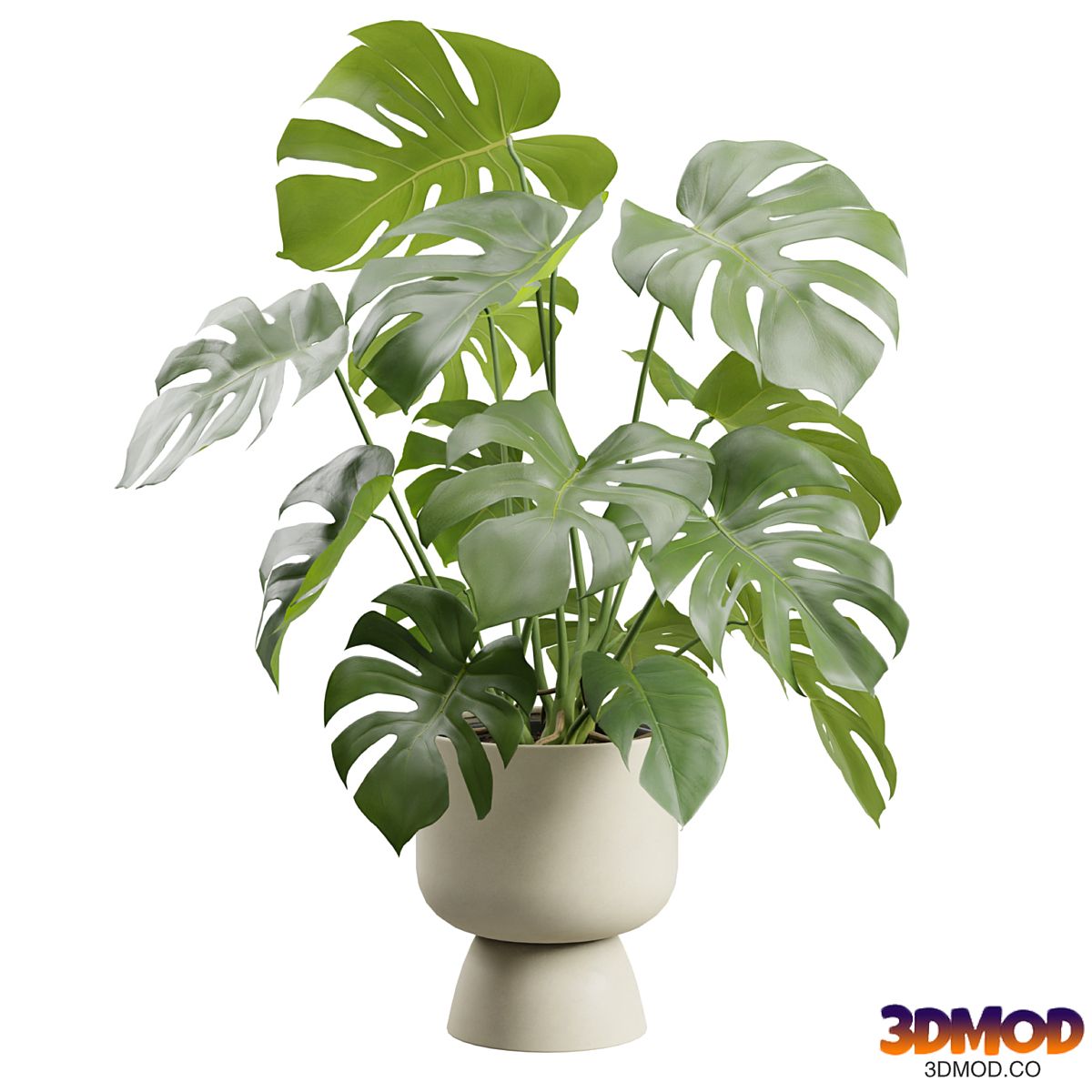 Monstera Deliciosa Beige Planter