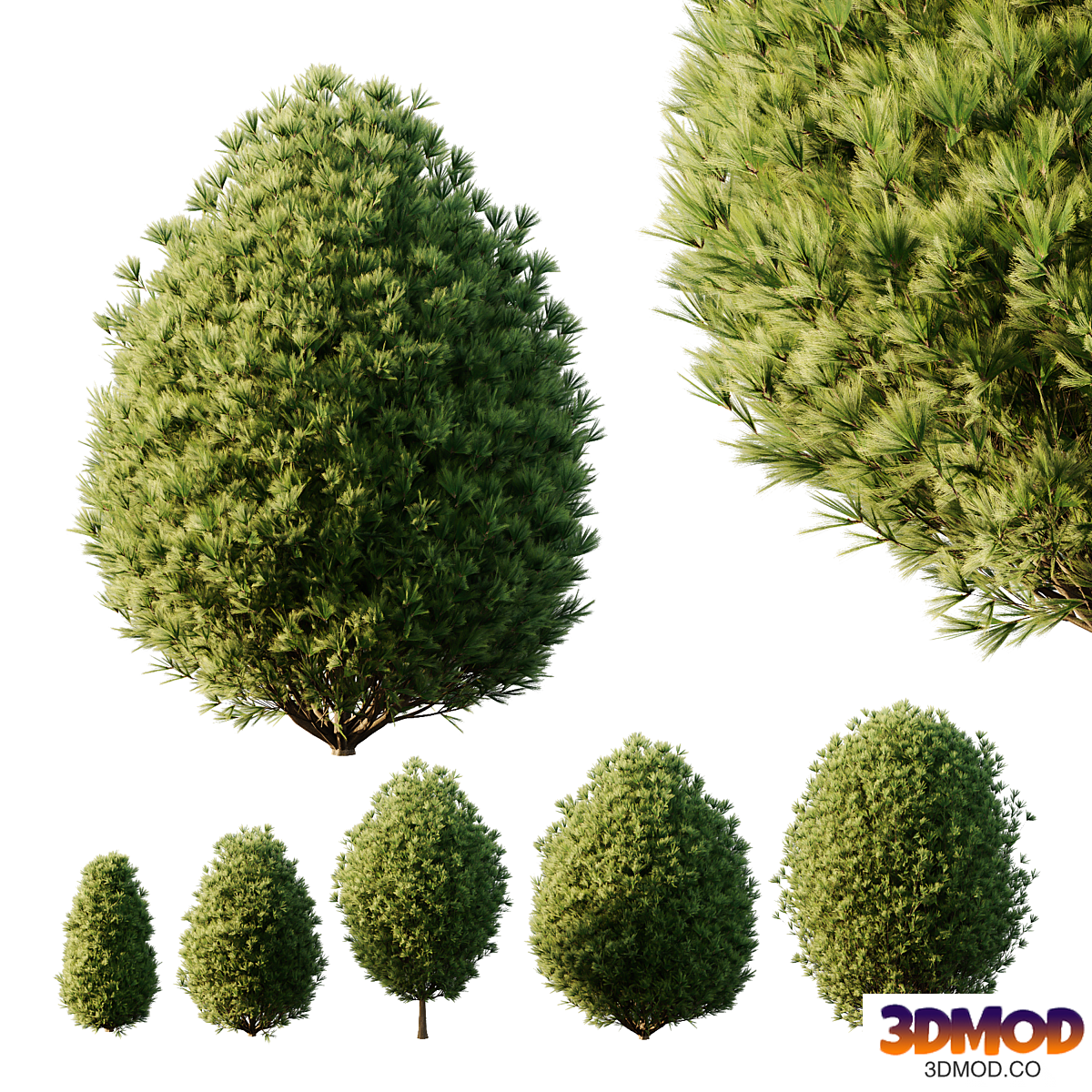 Pinus Mugo Bush02