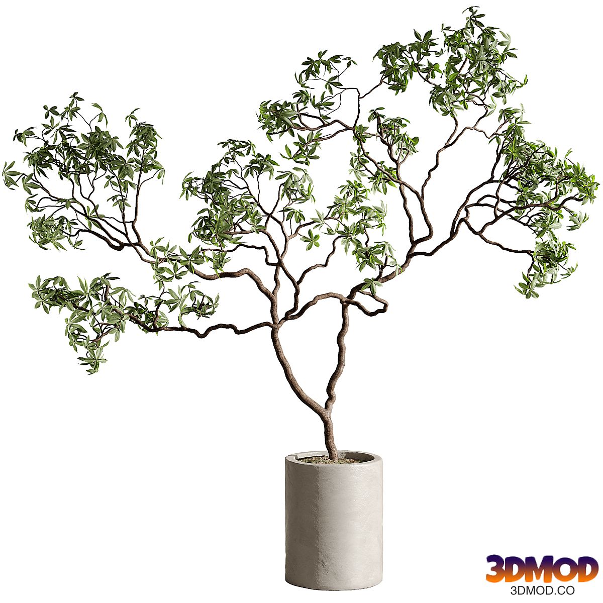 Indoor plant