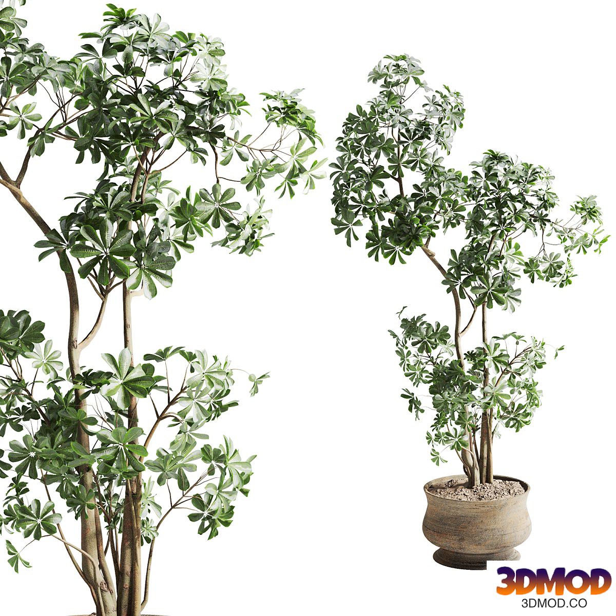 schefflera tree in pot