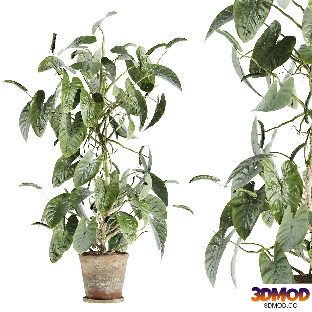 set37 indoor plant