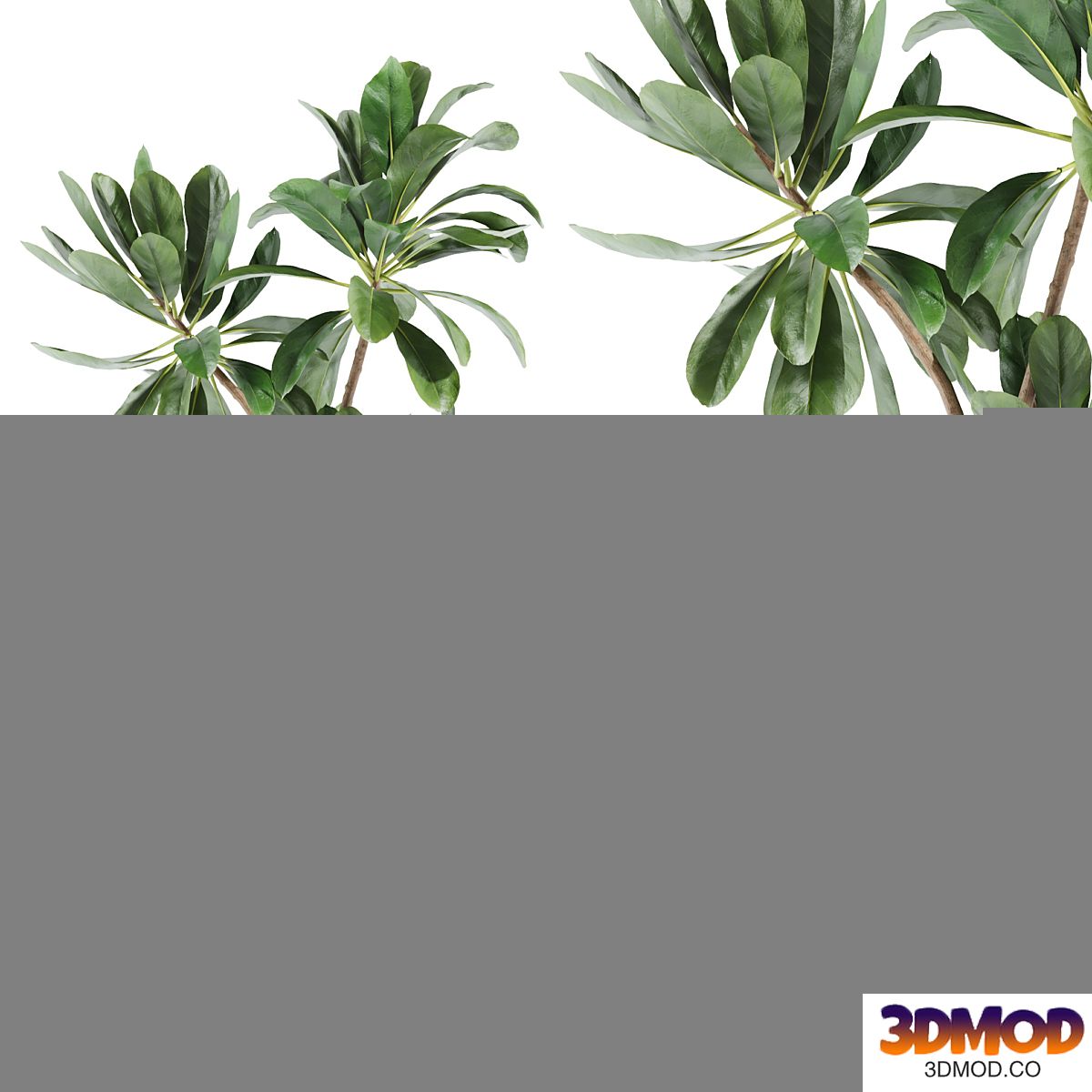 set46 indoor plant