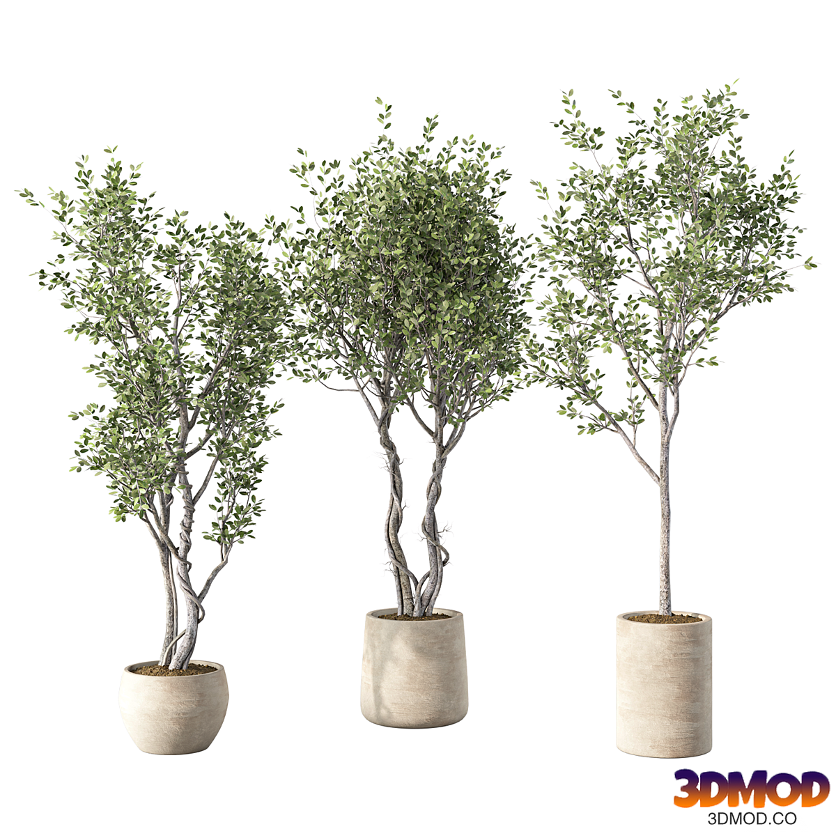 Olive Tree Set 251