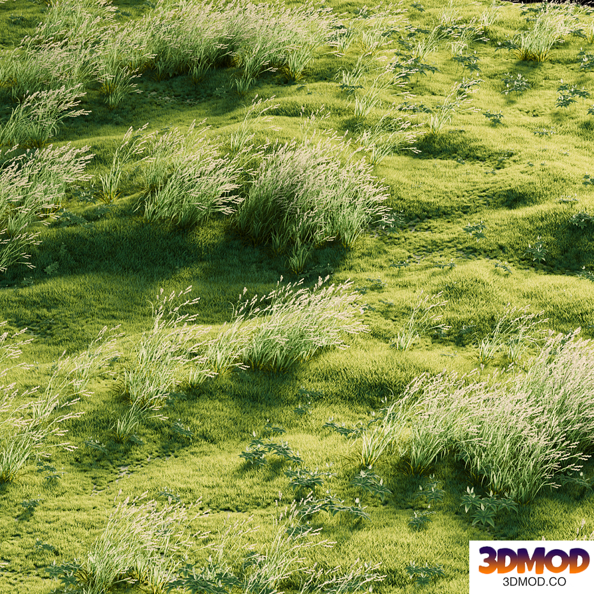 Meadow Grass