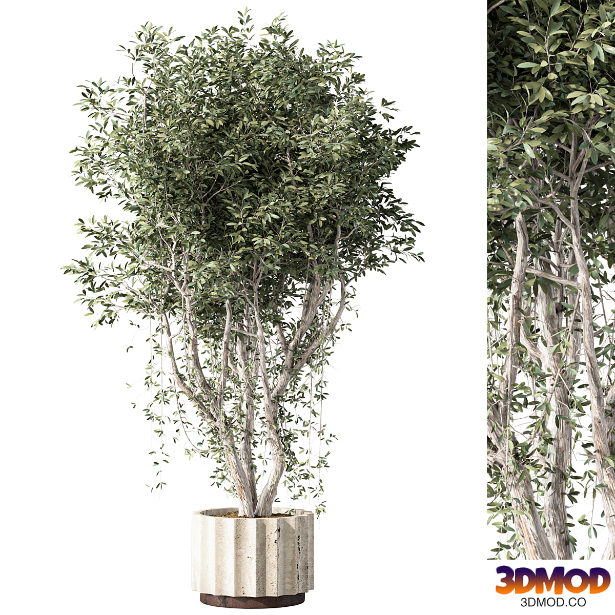 Olive Tree Indoor Plant Set.183