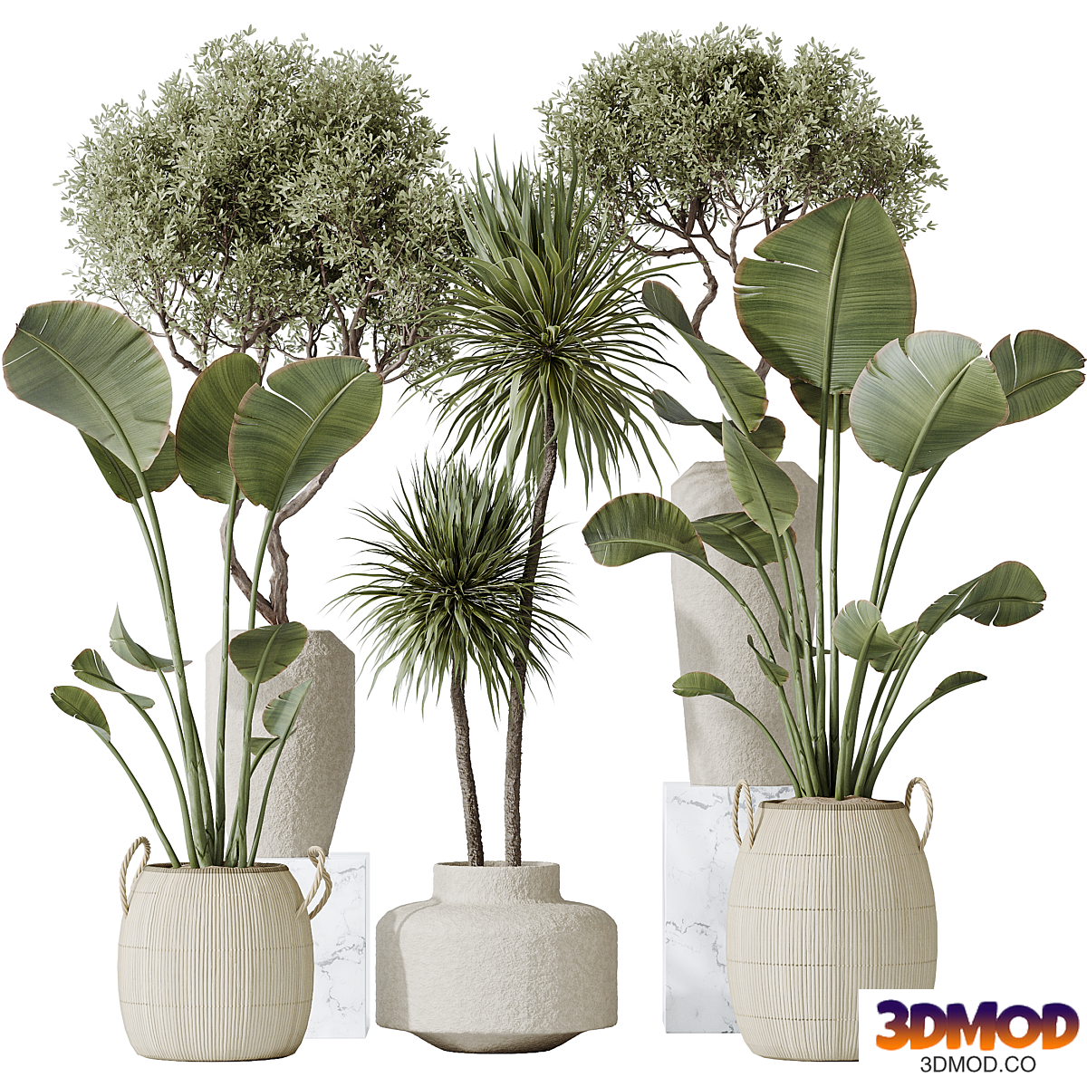 AV Indoor plants set 172 Mission Arbequina Olive and Ravenala Banana Strelitzia and Spineless Yucca Aloifolia Rostrata