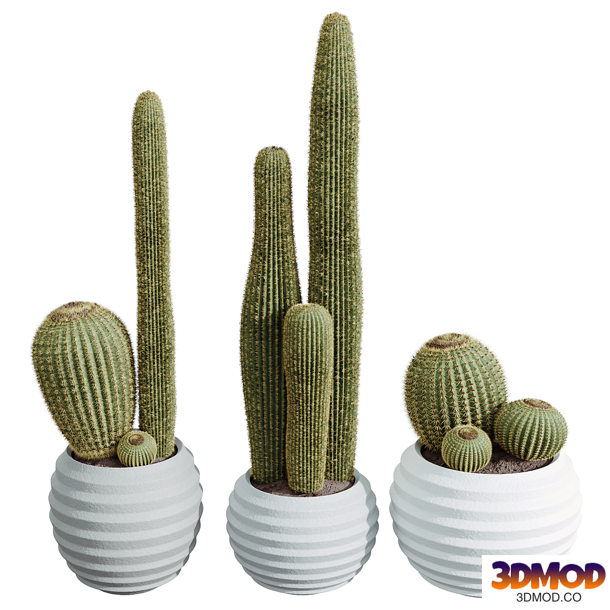 AV HousePlants Cactus Echinocactus Grusonii Golden Barrel Tree