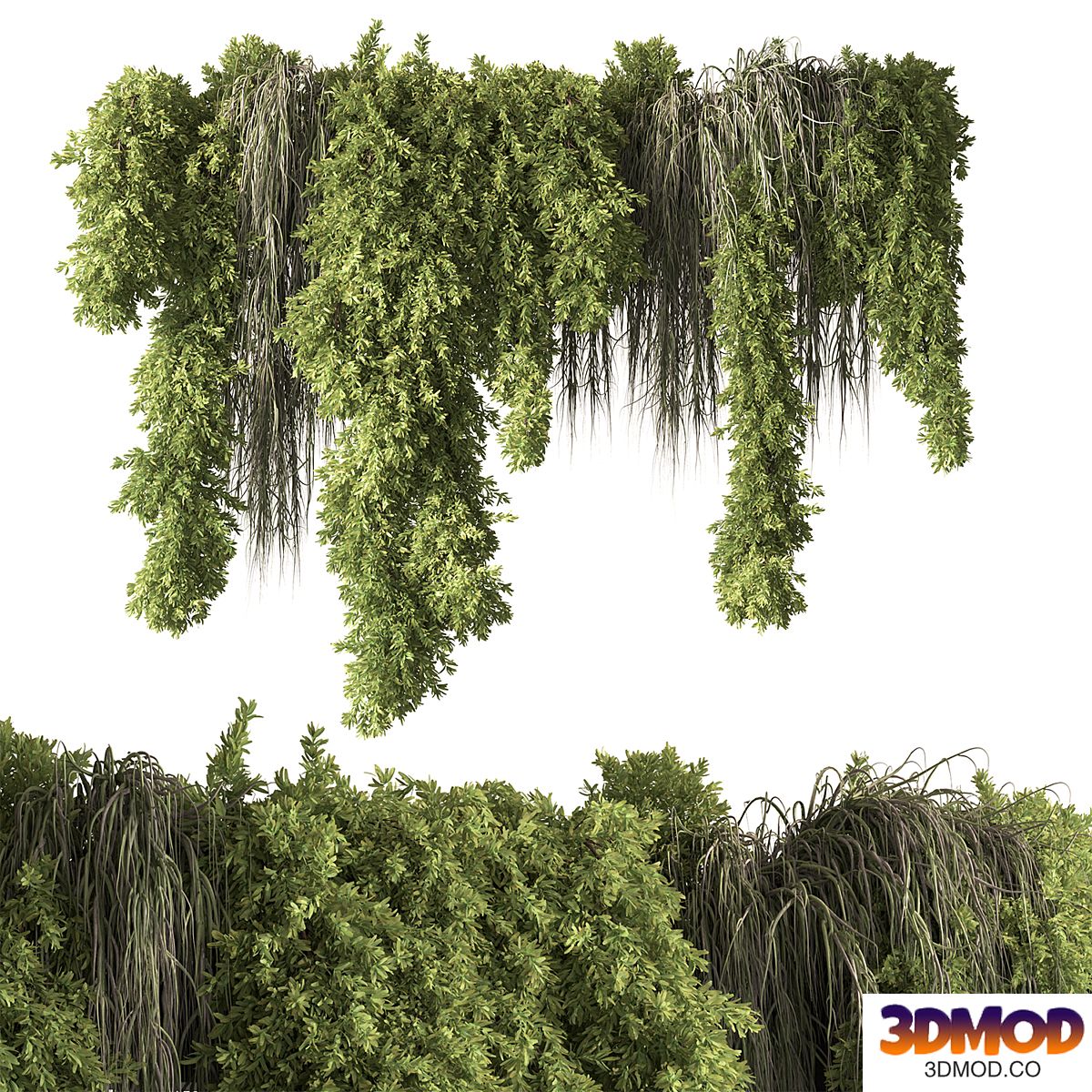 Indoor Plant 851 - Hanging Plants