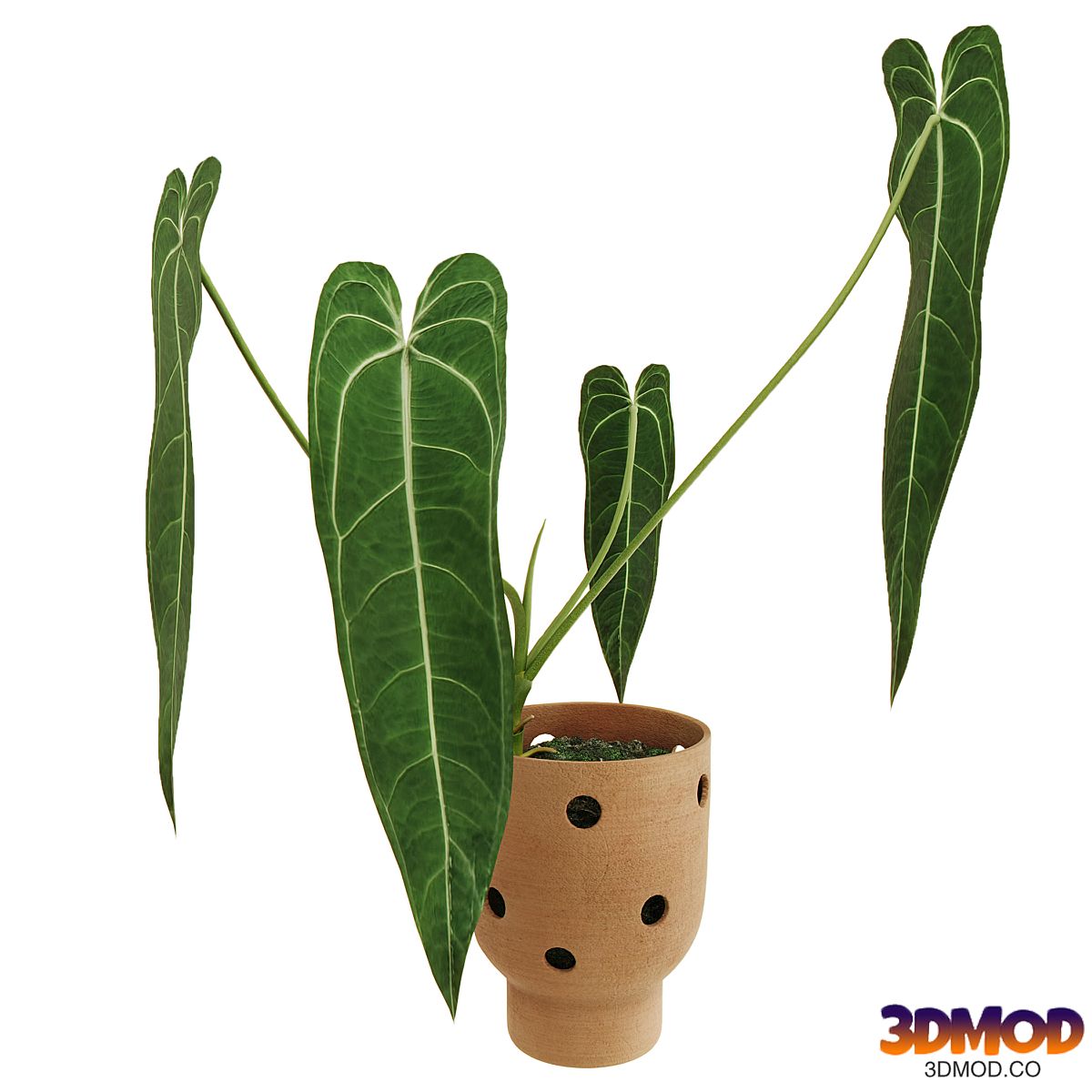 Anthurium warocqueanum