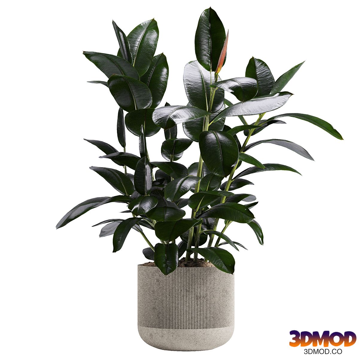 ficus plant
