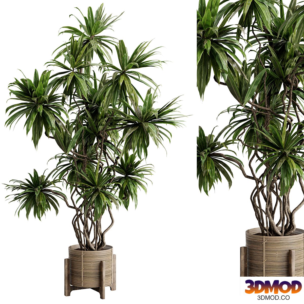 Palm plant in a wooden pot - set indoor plant 637