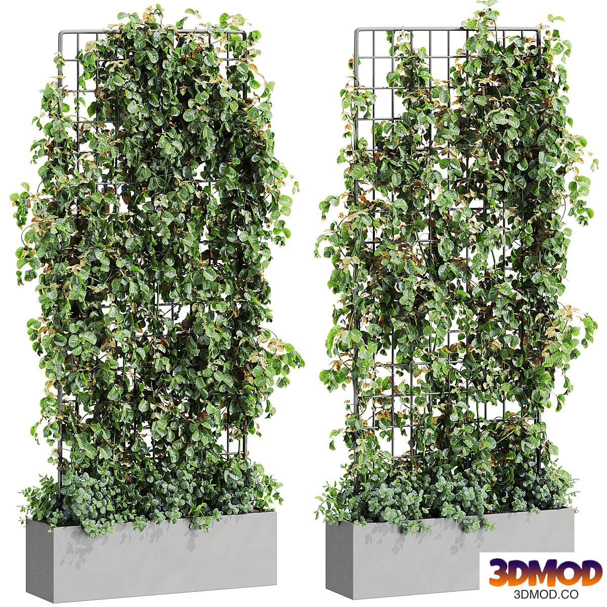 PlantsSet211