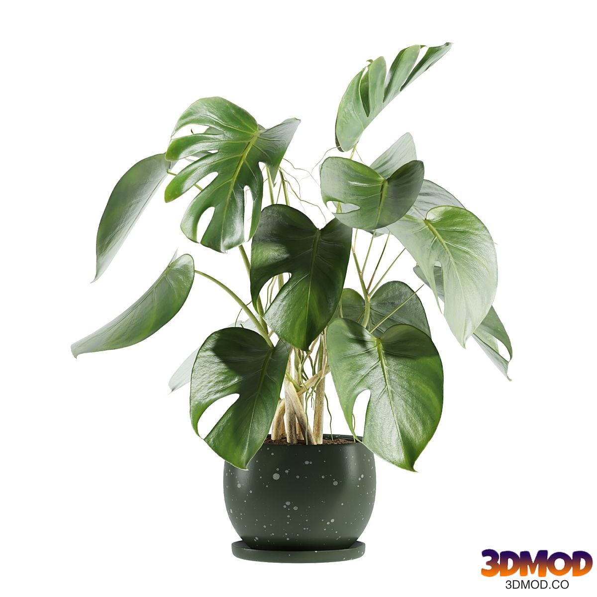 set31 indoor plant
