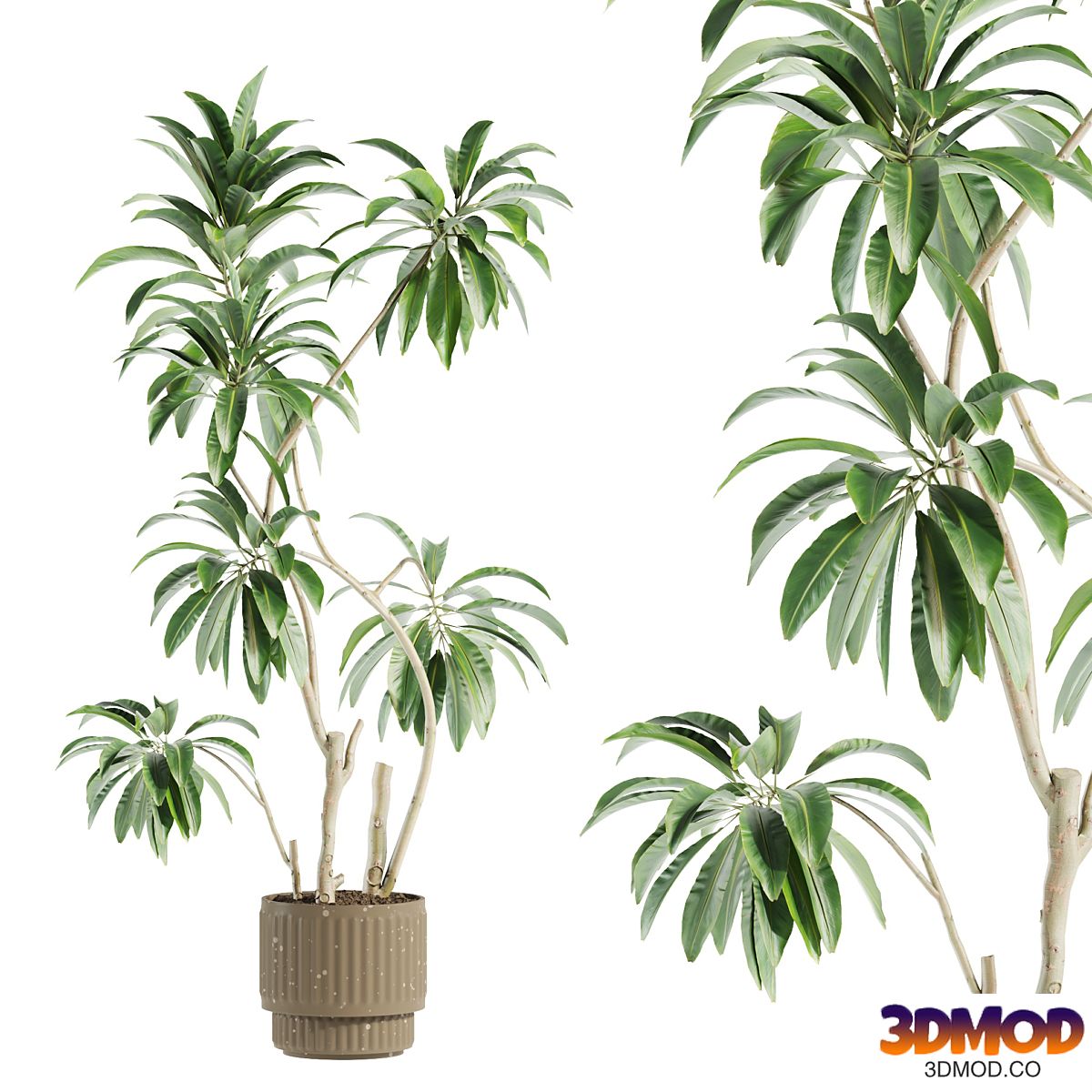 set44 indoor plant