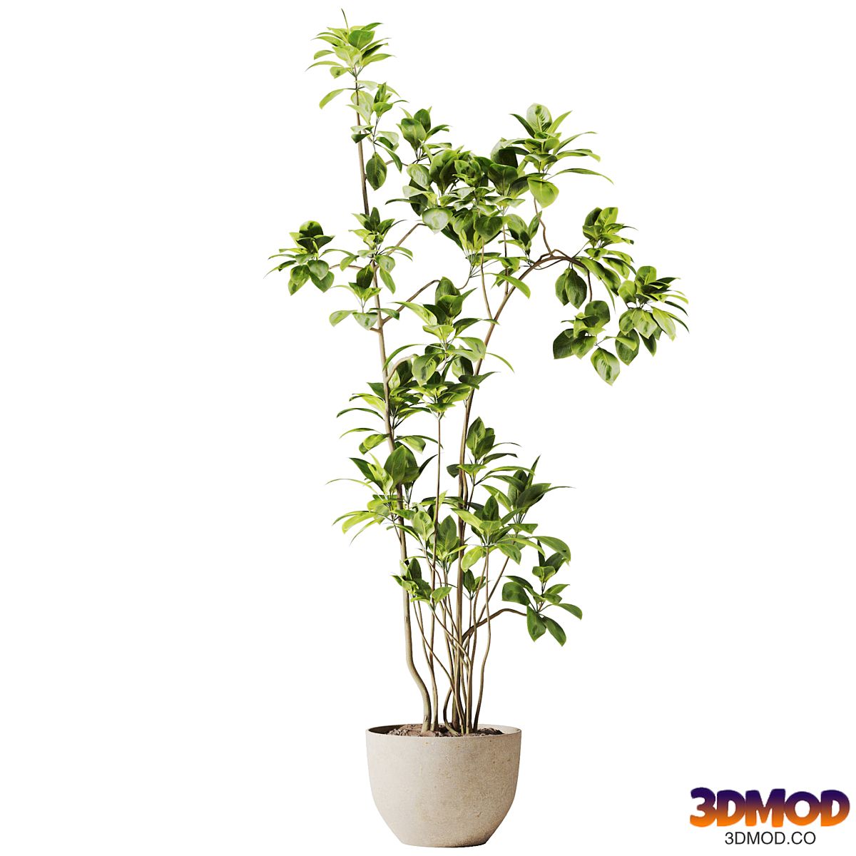 special plant in pot